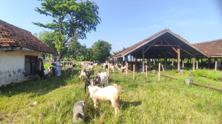 Kondisi Pasar Hewan Gondang Cepiring Rusak Parah, Pedagang Minta Diperbaiki
