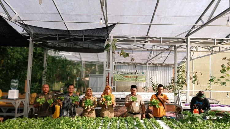 BUMDes Menara Karangduren Dongkrak PADes Lewat Budidaya Selada Premium