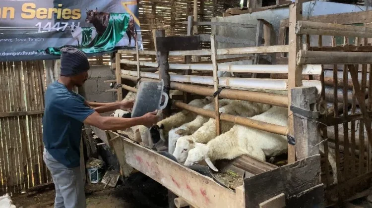 Jelang Iduladha, Dompet Dhuafa Bina Peternak Desa di Getasan lewat Program Jantara