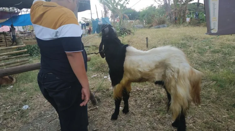 Tips Memilih Hewan Qurban