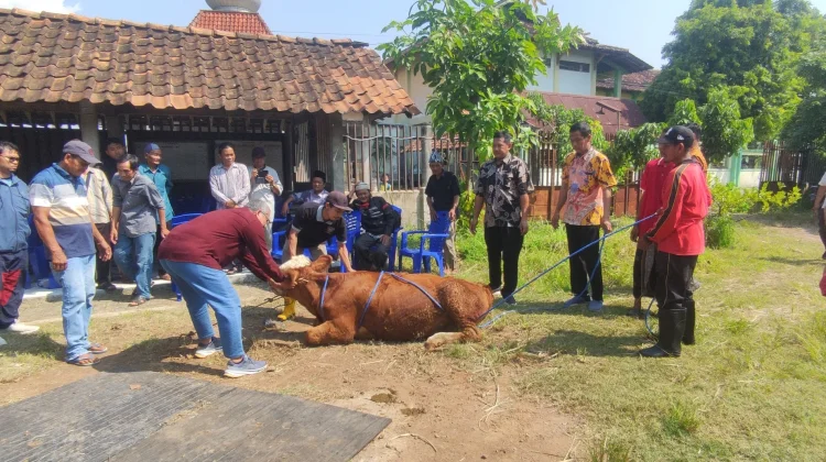 Penyembelihan Kurban Tak Boleh Asal, Pemkab Kendal Latih Juru Sembelih