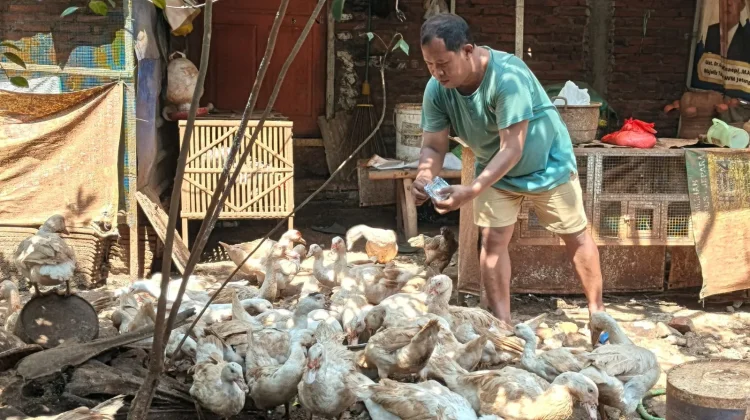 Warga Jati Kulon Kudus Sulap Sampah Rumah Tangga Jadi Pakan Entok