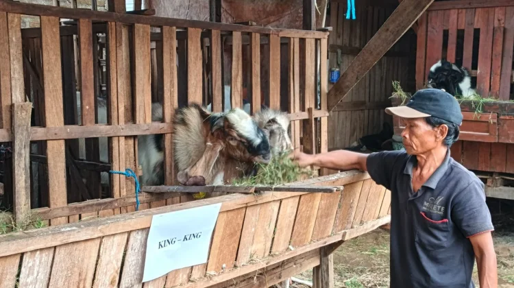 Jelang Iduladha, Hotel Kambing di Kudus Diserbu Pembeli