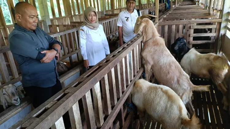 Dongkrak Ekonomi Warga, Desa Duren Kembangkan Peternakan Kambing Boer Australia