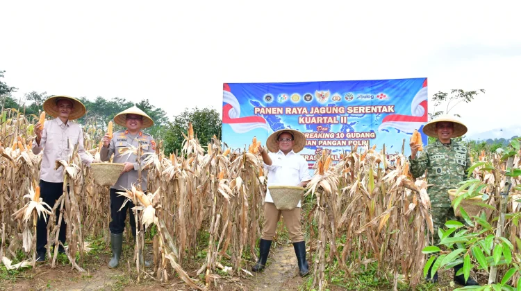 Panen Raya Jagung, Pemkab dan Polres Pekalongan Tancap Gas Kejar Swasembada Pangan