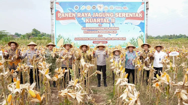 Dukung Swasembada Pangan Nasional, Polda Jateng Panen Raya Jagung di Boyolali