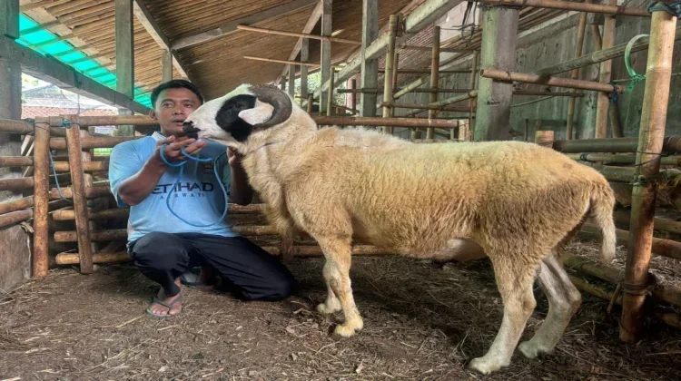 Domba Asli Purworejo, Antara Tradisi, Kesehatan, dan Kesiapan Qurban