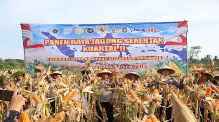 Panen Raya Jagung Serentak, Polres Purworejo Dukung Ketahanan Pangan