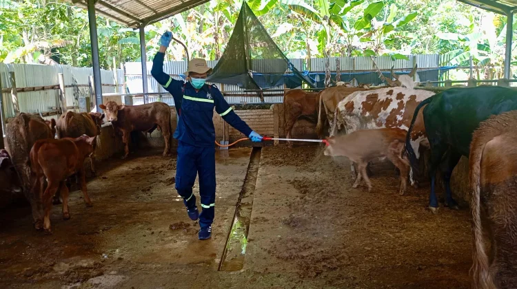 Surplus, Kebutuhan Hewan Kurban Jateng 593.168 Ekor Tercukupi