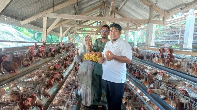 Kreatif di Tengah Tugas, Karyawan Perhutani Kembangkan Usaha 4.500 Ayam Petelur