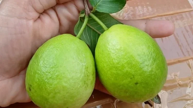 Cara Mencuci Jambu Biji Baru Petik agar Aman