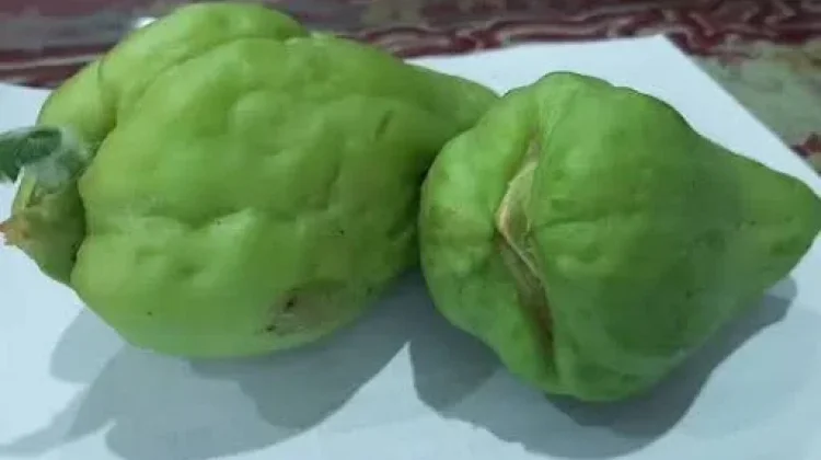 Tips Memilih Sayur Jipang Berkualitas