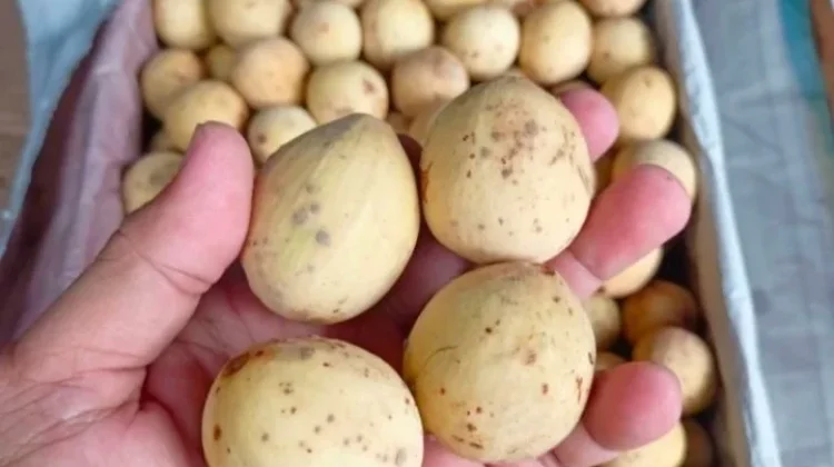 Cara Menyimpan Buah Duku agar Tidak Cepat Busuk