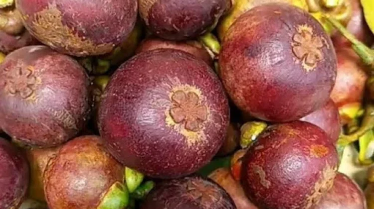 Cara Mengupas Buah Manggis agar Tidak Mengotori Tangan