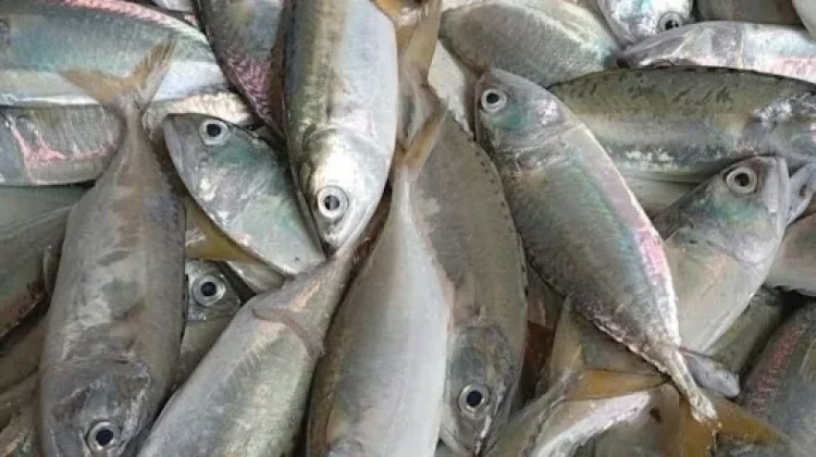 Cara Memilih Ikan Kembung Mentah Segar di Pasar