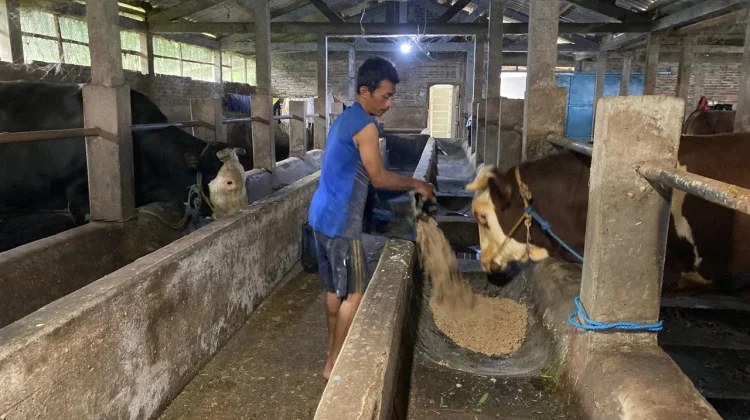 Sapi Berbobot 1,1 Ton Milik Peternak asal Banyubiru Dibeli Presiden Prabowo