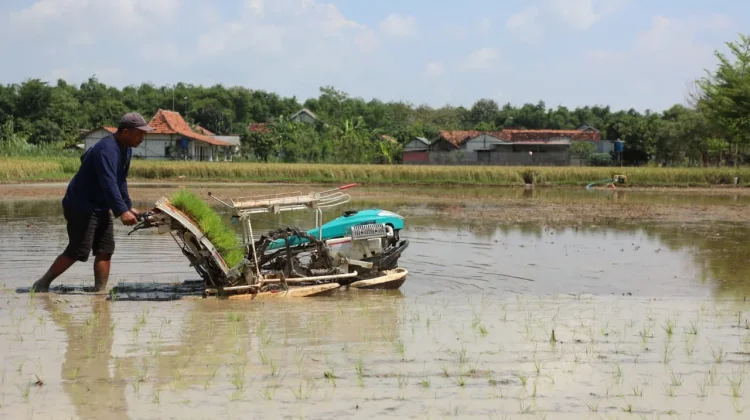 Hadapi Ancaman El Nino Godzilla, Petani Rembang Tak Ciut Berkat Bantuan Alsintan