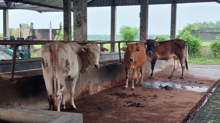 Sapi Kurban Laris Manis, Peternak di Pati Kebanjiran Order dari Jabodetabek
