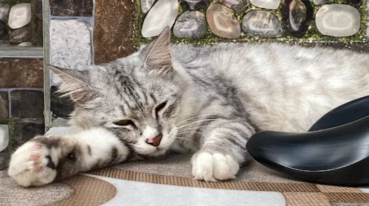 Kenapa Anabul Tidur Sepanjang Hari?  Ini Penjelasannya