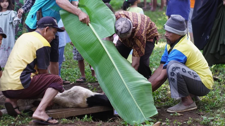 Tips Mengasah Pisau untuk Qurban agar Sesuai Syariat
