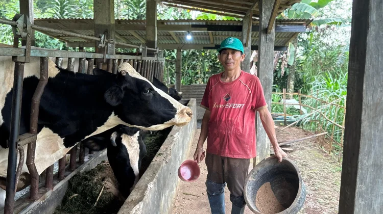 Potensi Sapi Perah Reban, Tingkatkan Ekonomi Lokal