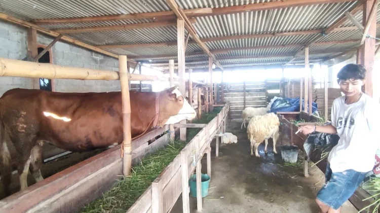 DPP Kendal Siapkan 42 Orang Petugas Pemeriksa Kesehatan Hewan Kurban