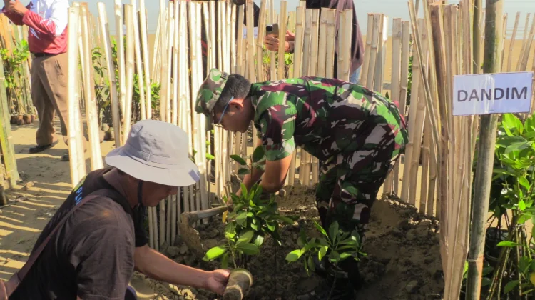 Lawan Abrasi, Kodim 0720 Rembang Tanam 1.000 Mangrove di Pesisir Pasar Banggi