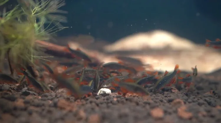 Rasbora Galaxy dan Daya Tariknya di Akuarium Aquascape