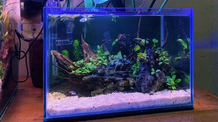 Aturan Pemberian Makan Ikan Aquascape yang Wajib Dipahami Pemula
