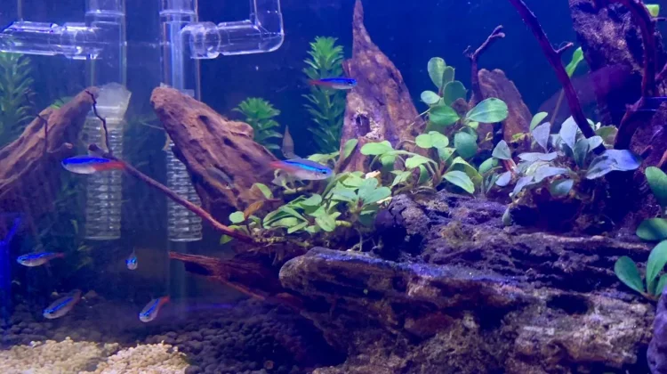 Alasan Neon Tetra Jadi Ikan Hias Favorit Pecinta Aquascape