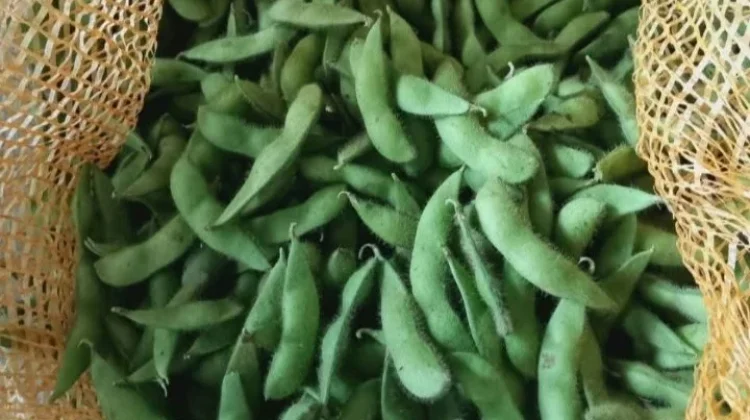 Ide Camilan Sehat Berbahan Dasar Edamame