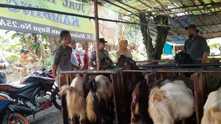 Sidak, Dinas Pertanian Temukan Satu Penjual Hewan Kurban di Semarang Tak Punya SKKH