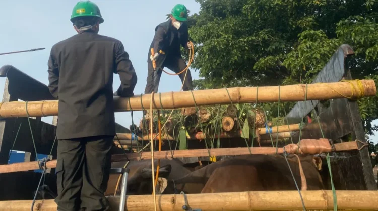 Karantina Jateng Awasi Ketat Lalu Lintas Hewan Kurban di Tanjung Emas