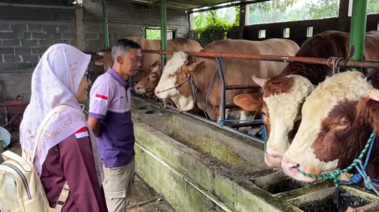 Tim Medis Pastikan Sapi Presiden Jenis Simental Reban di Batang Layak Dikurbankan