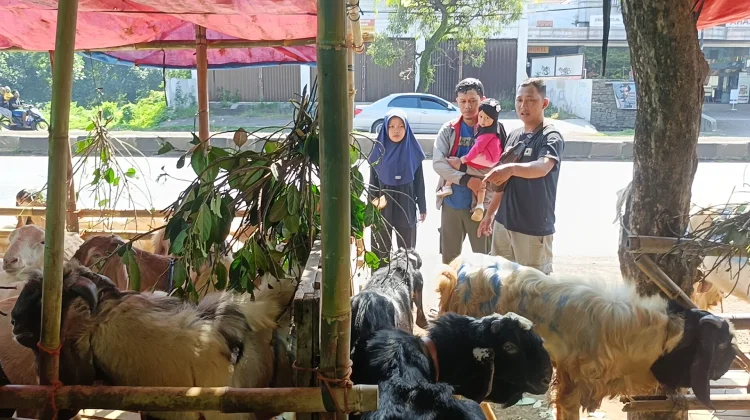 Ekonomi Belum Stabil, Pedagang Kambing di Batang Akui Penjualan Turun 20 Persen