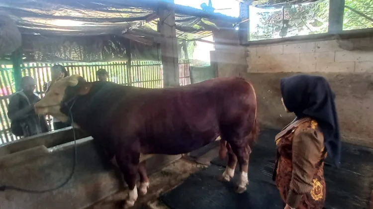 Sapi Berat Satu Ton Milik Mustaqim Dibeli Prabowo Subianto