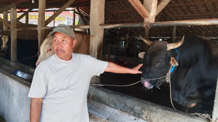 Sapi Jerjenis Brangus Dipilih Presiden Prabowo Buat Warga Kota Semarang