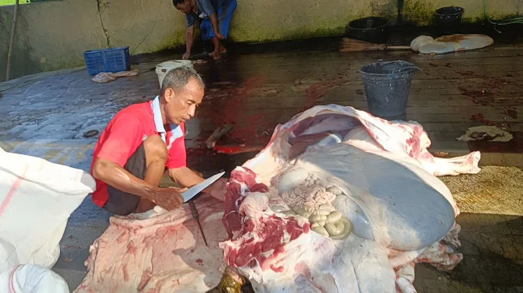 Higienis dan Sesuai Syariat, RPH Sambong Jadi Langganan Shohibul Qurban