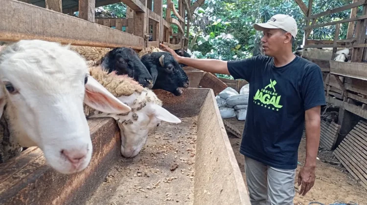 Jateng Miliki 706 Juru Sembelih Halal Bersertifikat, Dukung Ekosistem Halal