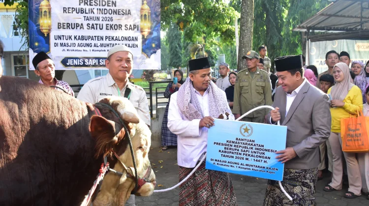 Sapi Simental 1,1 Ton Bantuan Presiden Diserahkan di Kabupaten Pekalongan