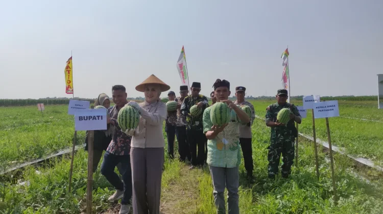 Kelola Lahan Tidur, Bumdes Sejahtera Desa Tanjungmojo Panen Perdana Buah Semangka