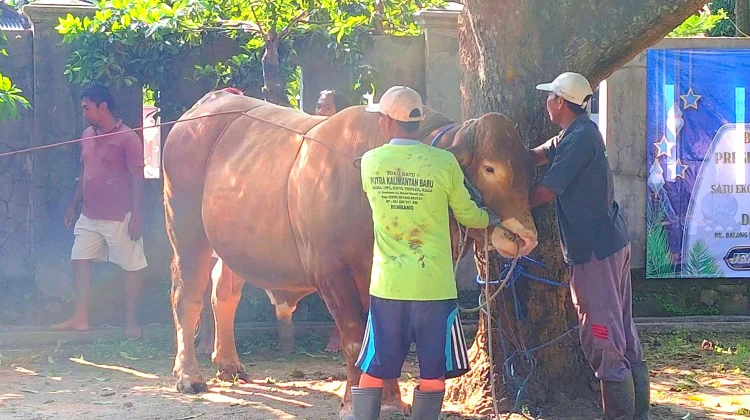 Sapi Bantuan Presiden untuk Warga Kumendung Dipotong di Hari Kedua Iduladha