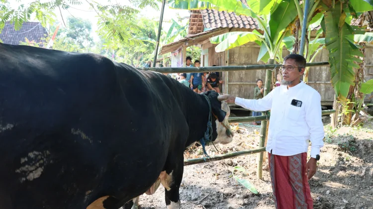 Korban Banjir Grobogan Dapat Sapi Kurban 1,1 Ton dari Pemprov Jateng