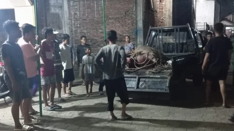 Kerbau Kurban Ngamuk, Dua Pengendara Motor Diseruduk
