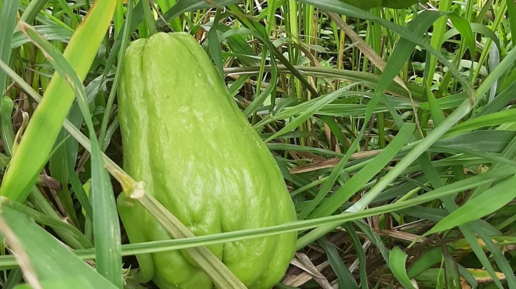 Labu Siam Penjaga Kesehatan Jantung