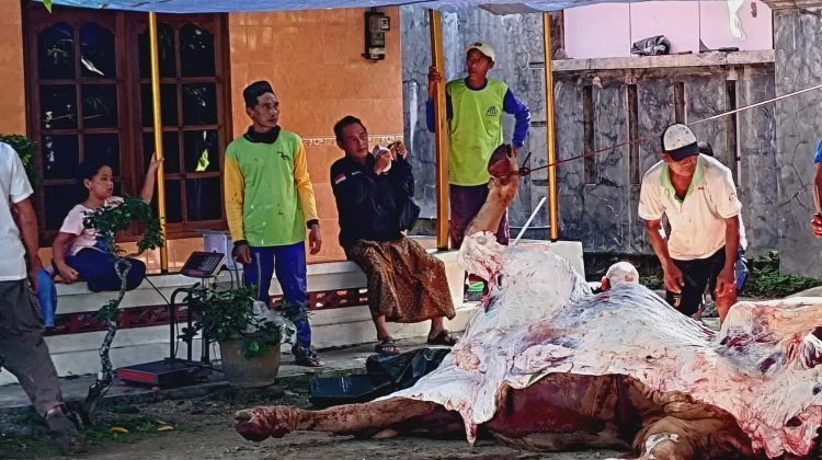 Jumlah Hewan Kurban Sapi di Rembang Menurun, Kambing-Domba Justru Meningkat