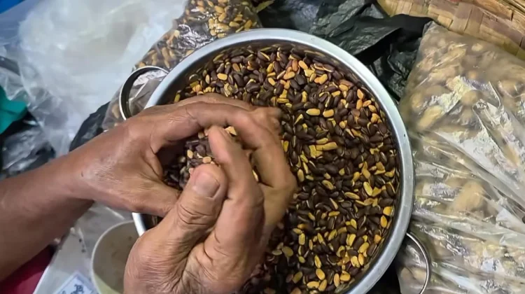 Godril, Camilan Dari Biji Buah Trembesi