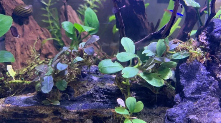 Mengenal Bucephalandra, Tanaman Aquascape dengan Tampilan Unik