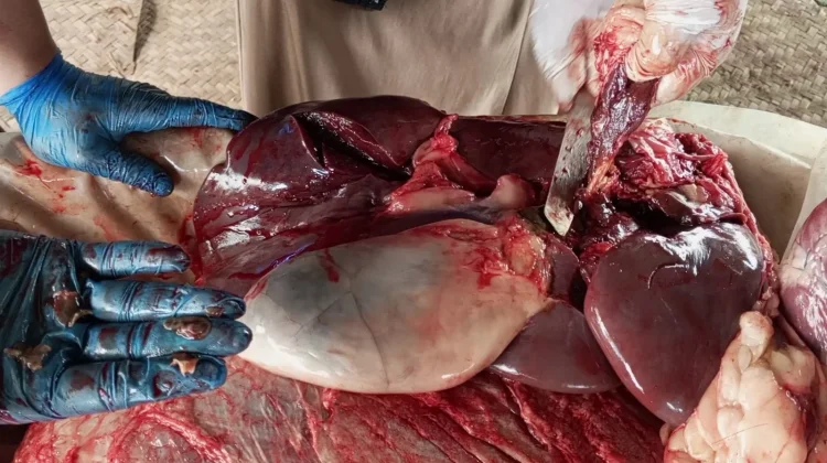 DKPPP Temanggung Amankan Organ Hewan Kurban Terinfeksi Cacing Hati