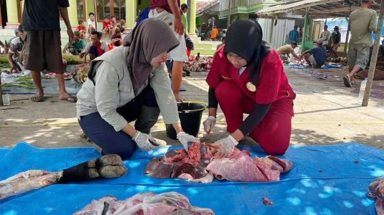 Ditemukan Cacing Hati dan Bercak Paru pada Hewan Kurban di Rembang